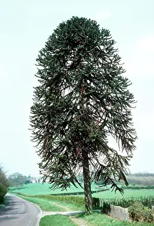 Araucaria: Monkey Puzzle TREE / Chilean Pine