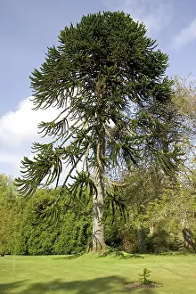 Araucaria: Monkey Puzzle TREE / Chilean Pine - in gardens