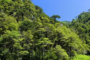 Araucaria: Monkey Puzzle Tree / Monkey Tail Tree / Araucaria