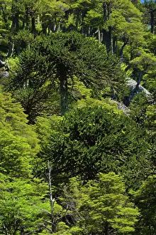Araucaria: Monkey Puzzle Tree / Monkey Tail Tree / Araucaria