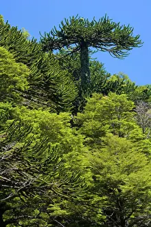 Araucaria: Monkey Puzzle Tree / Monkey Tail Tree / Araucaria