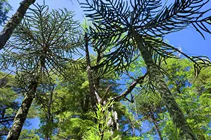 Araucaria: Monkey Puzzle Tree / Monkey Tail Tree / Araucaria