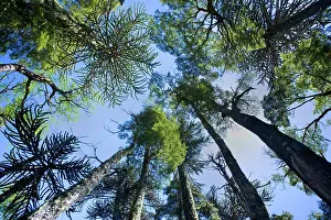 Araucaria: Monkey Puzzle Tree / Monkey Tail Tree / Araucaria