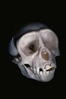 Cebus: Monkey skull