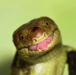 Prehensile: Monkey Tailed Skink / Prehensile Tailed Skink -