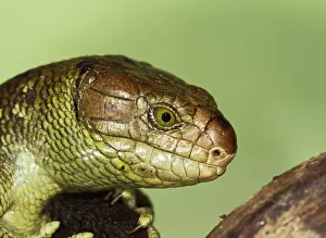 Prehensile: Monkey Tailed Skink / Prehensile Tailed Skink - close up