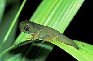 Froglets: Monkey Tree Frog or Leaf Frog