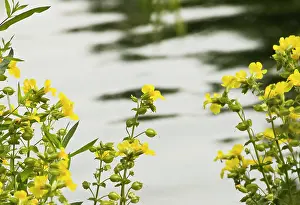 Mimulus: Monkeyflower