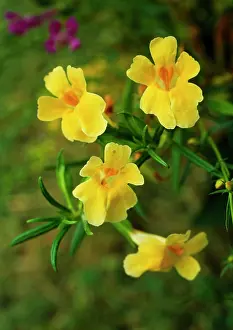 Mimulus: Monkeyflower