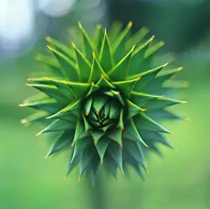Araucaria: Monkeypuzzletree