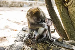 Macaque: Monkeys on the beach, macaques