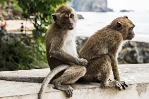 Macaque: Monkeys on the beach, macaques