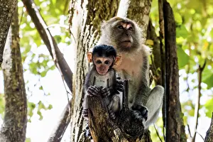 Macaque: Monkeys on the beach, macaques