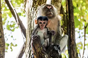 Macaque: Monkeys on the beach, macaques
