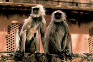 Thin: Monkeys sitting on ledge