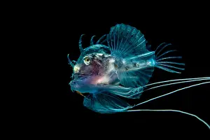 Anglerfish: Monkfish (Lophius sp.) juvenile portrait, North