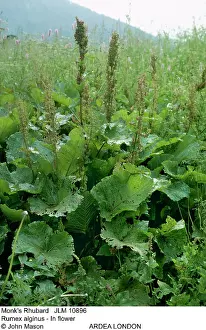 Monks: MonkIs RHUBARB