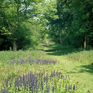 Monks: Monks Wood - showing a woodland ride