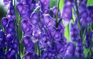 Aconitum: Monkshood
