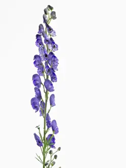 Homeopathic: Monkshood