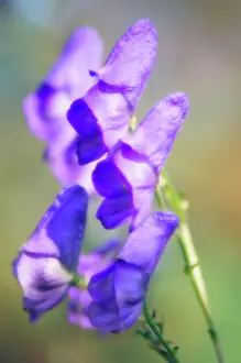 Napellus: Monkshood