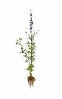Napellus: Monkshood