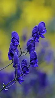 Napellus: Monkshood