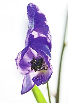 Aconitum: Monkshood