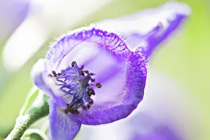 Napellus: Monkshood