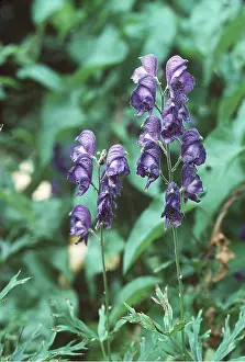 Allen Paterson: Monkshood