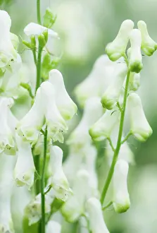 Unhappy: Monkshood, Aconitum Ivorine flowers, close up