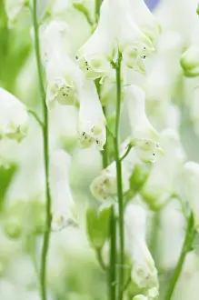Unhappy: Monkshood, Aconitum Ivorine flowers, close up