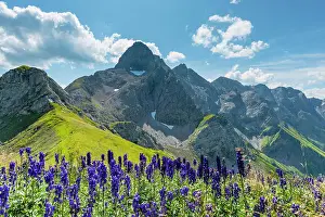031019: Monkshood (Aconitum napellus), on the Wildengundkopf