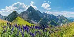 031019: Monkshood (Aconitum napellus), on the Wildengundkopf