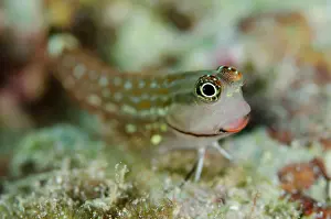 Lips: Monocle Blenny