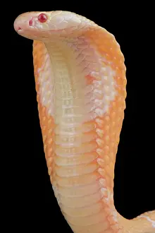 Albinism: Monocled cobra (Naja kaouthia) albino, captivity