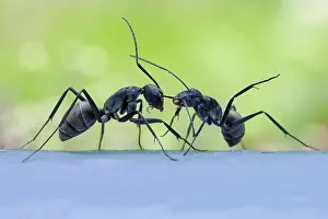 Camponotus: Monster-head Carpenter Ants (Camponotus sp. subgenus