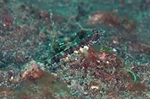 Shrimpgoby: Monster Shrimpgoby