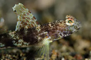 Pier: Monster Shrimpgoby - on black sand