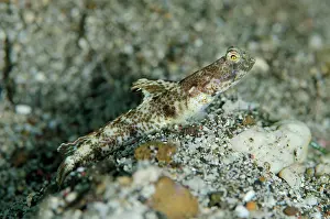 Shrimpgoby: Monster Shrimpgoby on black sand Kareko Batu dive
