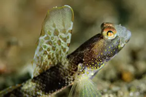 Bianca: Monster Shrimpgoby with erect fin on black sand