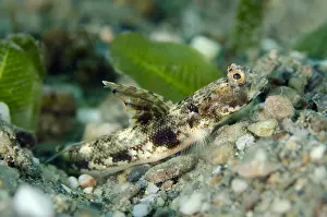 Timor: Monster Shrimpgoby - on sand - Tasi Tolu dive site