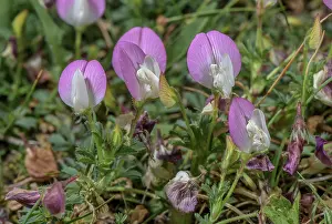 Bob Gibbons: Mont Cenis Restharrow, Ononis cristata, in flowe