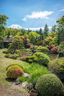 Pinus: Mont Fuji's view along Manoe's hotel garden, Japan