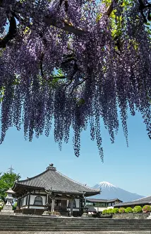 Papilionaceae: Mont Fuji's view at Shimonobu temple, Shizuoka