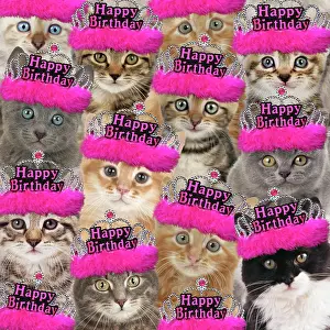 Celebrations: Montage of cats wearing pink Happy Birthday tiaras