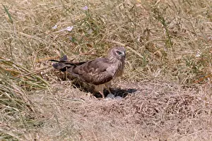Gillean White: MontaguIs HARRIER - female with eggs