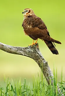Harriers: Montagu's Harrier