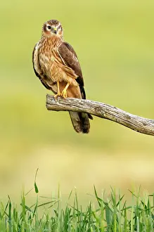Harriers: Montagu's Harrier