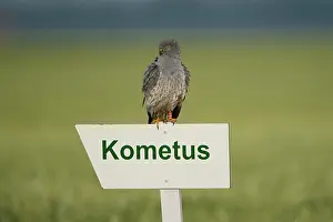 Pygargus: Montagu's Harrier